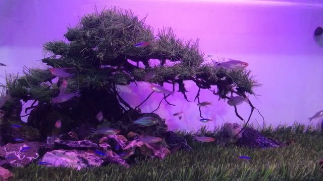 Gemericik air aquarium | Relaksasi musik | pengantar tidur | pemandangan Ikan Aquarium смотреть онлайн