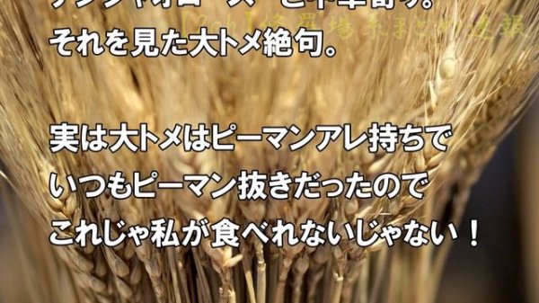 トメ系DQN返し 大トメが小麦アレルギーの息子を病院送りに→その結果、私は大トメに・・・！