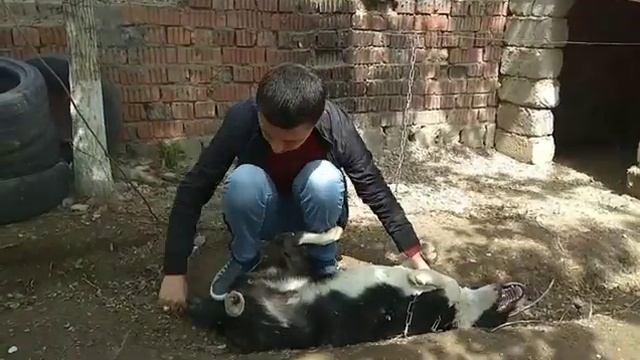 Как уменьшить собаку против чесовой стрелки 😉 (Худжандская молодёжь)