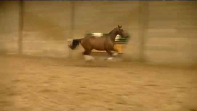 **SOLD TO SPAIN** Young Jasper x Krunch de Breve x Jalisco B смотреть онлайн