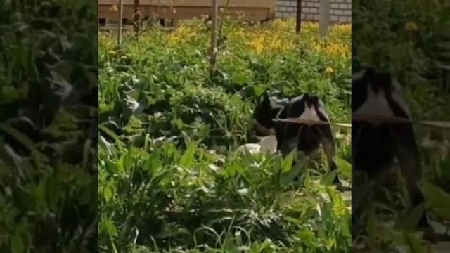 Ева, французский бульдог. смотреть онлайн