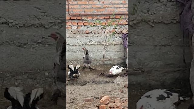 индоутка смотреть онлайн