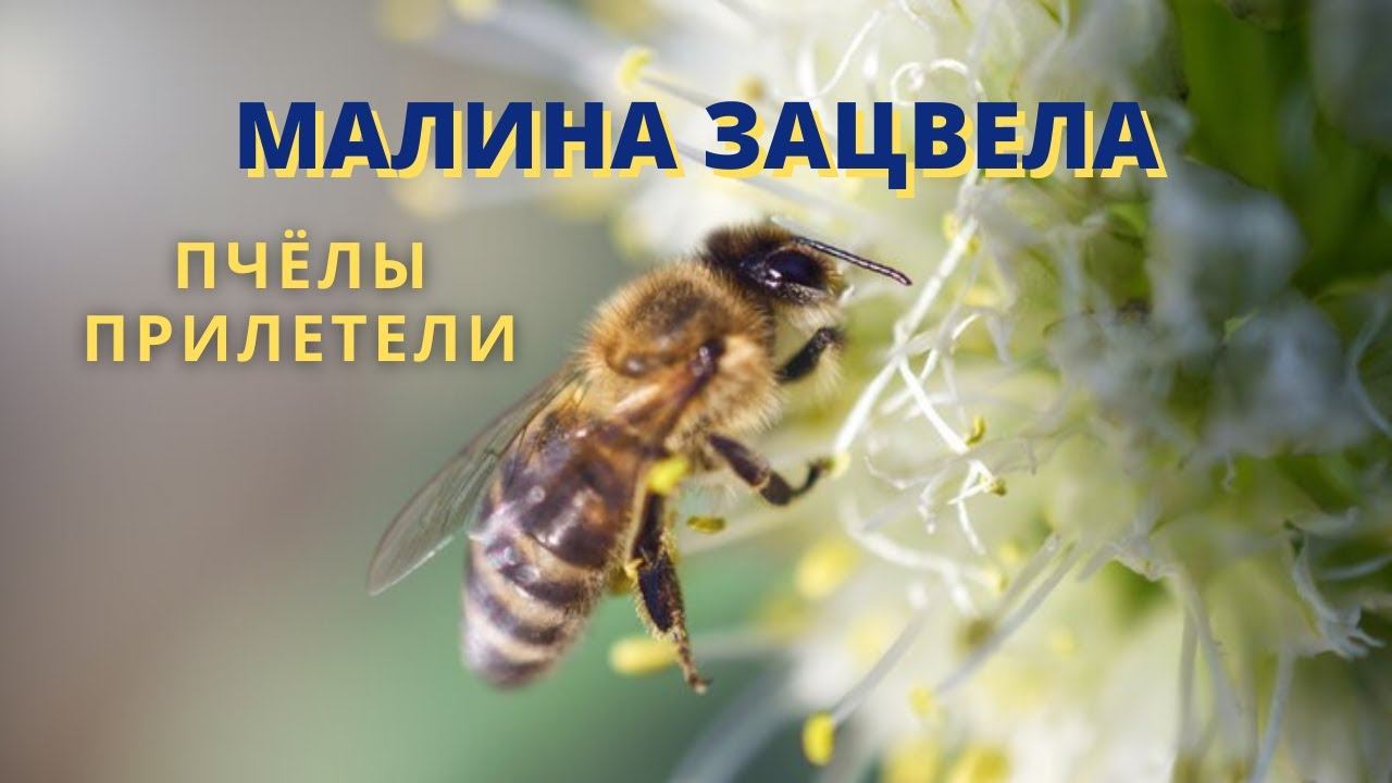 Пчела собирает нектар на цветущей малине 12 июня 2022 г. смотреть онлайн