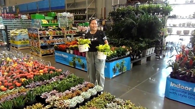 Happy Friday @ Lowe's! can't help dancing w "Epipremnum Neon Golden Pothos" смотреть онлайн