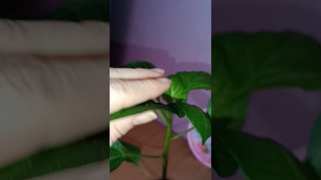 Огород Сибири