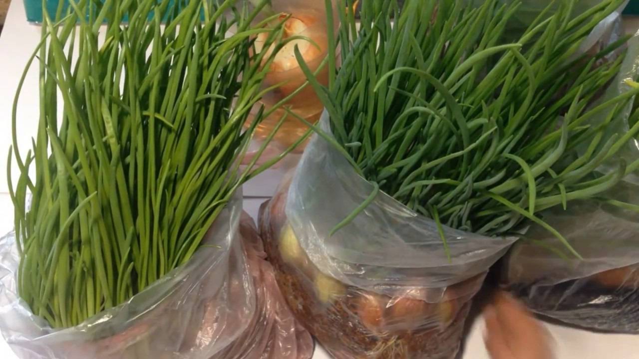 Выращивание зелёного лука на подоконнике смотреть онлайн