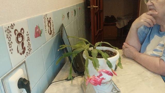 Декабрист зацвел/Первое цветение/Цветы домашние