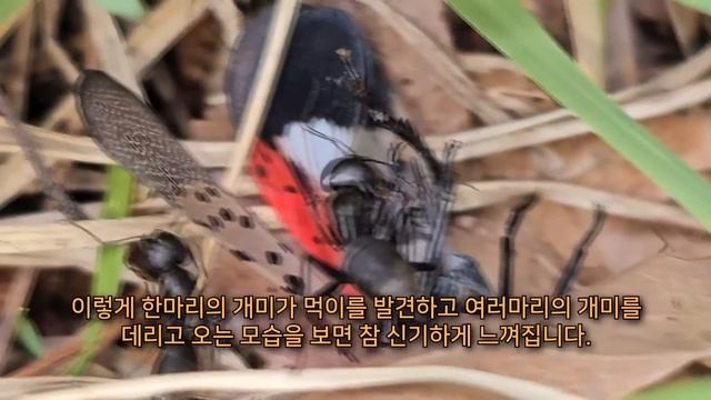 해충 꽃매미들을 싹 다 잡아서 곤충 먹방을 찍어보자! 사마귀, 거미, 여치 먹방! смотреть онлайн