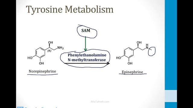 Biochemistry - 3. Amino Acids - 2. Phenylalanine And Tyrosine Atf