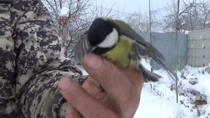 Ловля певчих птиц И СНОВА Я НА СВОЕМ УЧАСТКЕ ЛОВЛЮ ПЕВЧИХ ПТИЦ