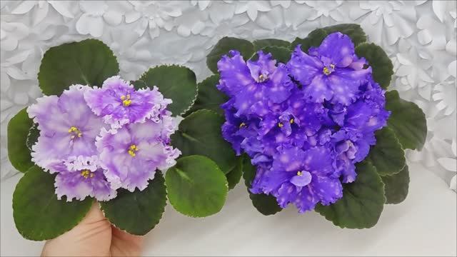 Фиалки Dn-Дух Різдва и МТ-XXL Эльф