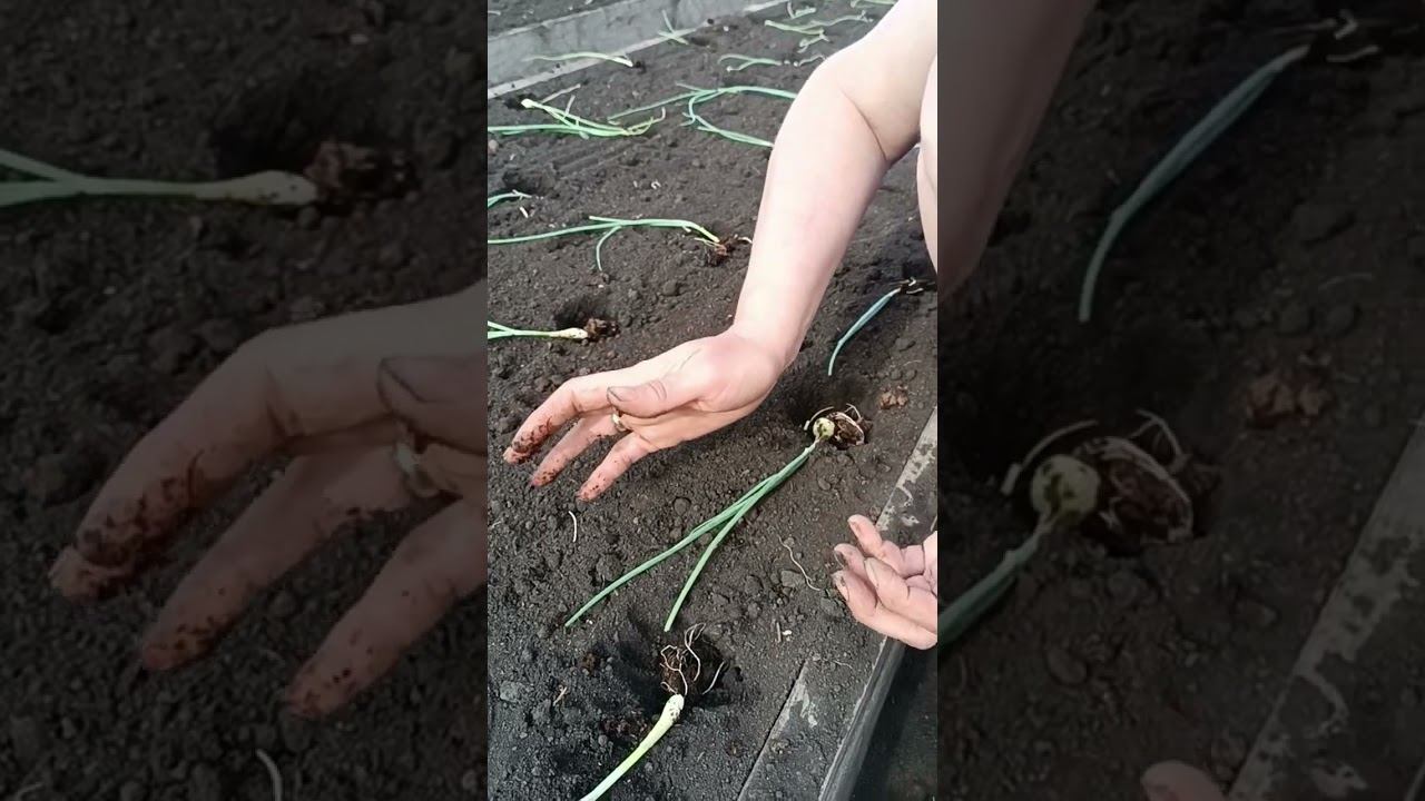 Как высадить рассаду лука Эксибишен #shots смотреть онлайн