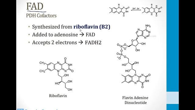 Biochemistry - 2. Metabolism - 7. Pyruvate Dehydrogenase Atf