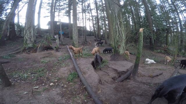 Animal Magnetizm Dog Daycare 12/11/15 смотреть онлайн