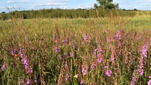 Monarchs in Liatris смотреть онлайн