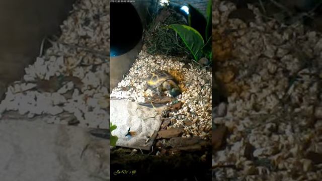 жизнь Жэ-Дэ [Вт 03.09.19]