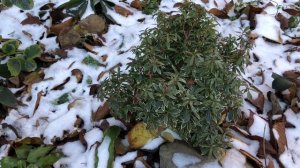 В южный сад пришли морозы. Аукубы, Нандины , Бересклеты и другие вечнозелёные растения без укрытия.