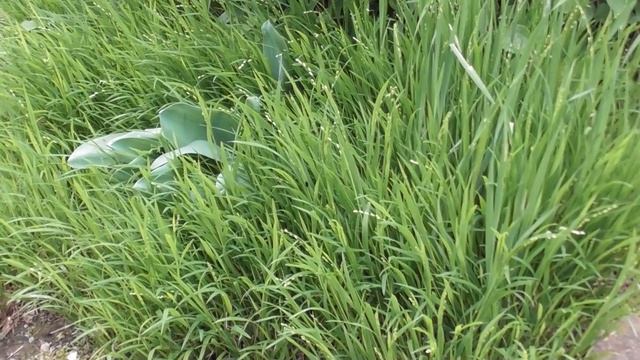 Что цветет в моем саду в середине апреля смотреть онлайн