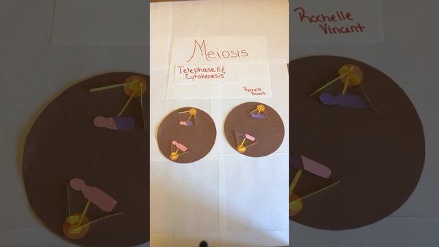 Meiosis & Mitosis смотреть онлайн