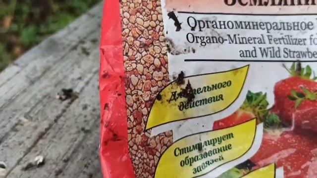 Как увеличить сбор урожая (клубники) в несколько раз. Готовим клубничные грядки к зиме.