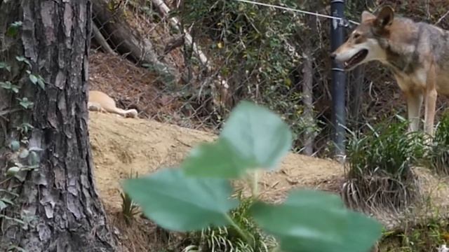 волк смотреть онлайн