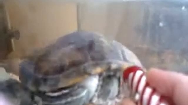 Моя черепашка!!! смотреть онлайн