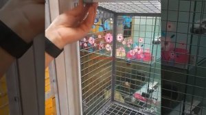 Монтаж съёмного вольера антикошка