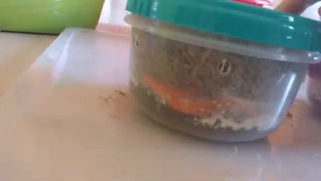 ОТПРАВКА УЛИТОК ПО ПОЧТЕ / ДЕНЬ 7.