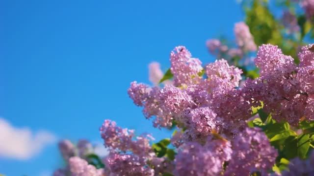 Aakash Gandhi--Dreamland Relaxing InstrumentaI Background Music@Планета11 смотреть онлайн
