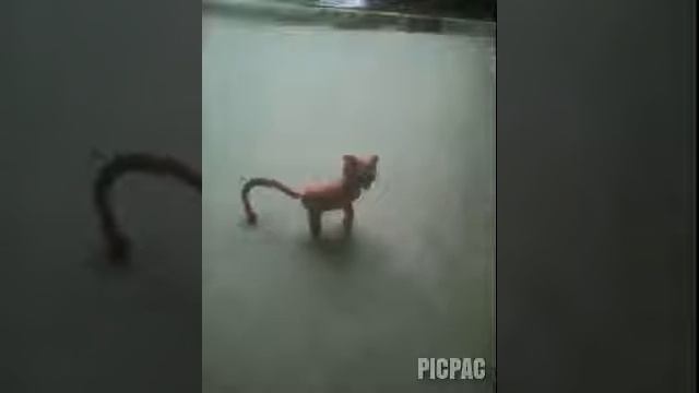 Золотая рыбка. смотреть онлайн