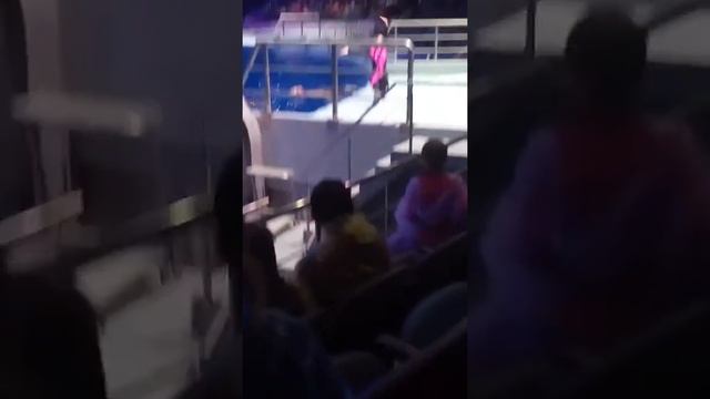 Москвариум представление тюлени смотреть онлайн