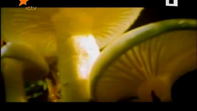 TV-программа (Провокатор) эпизод № 487.