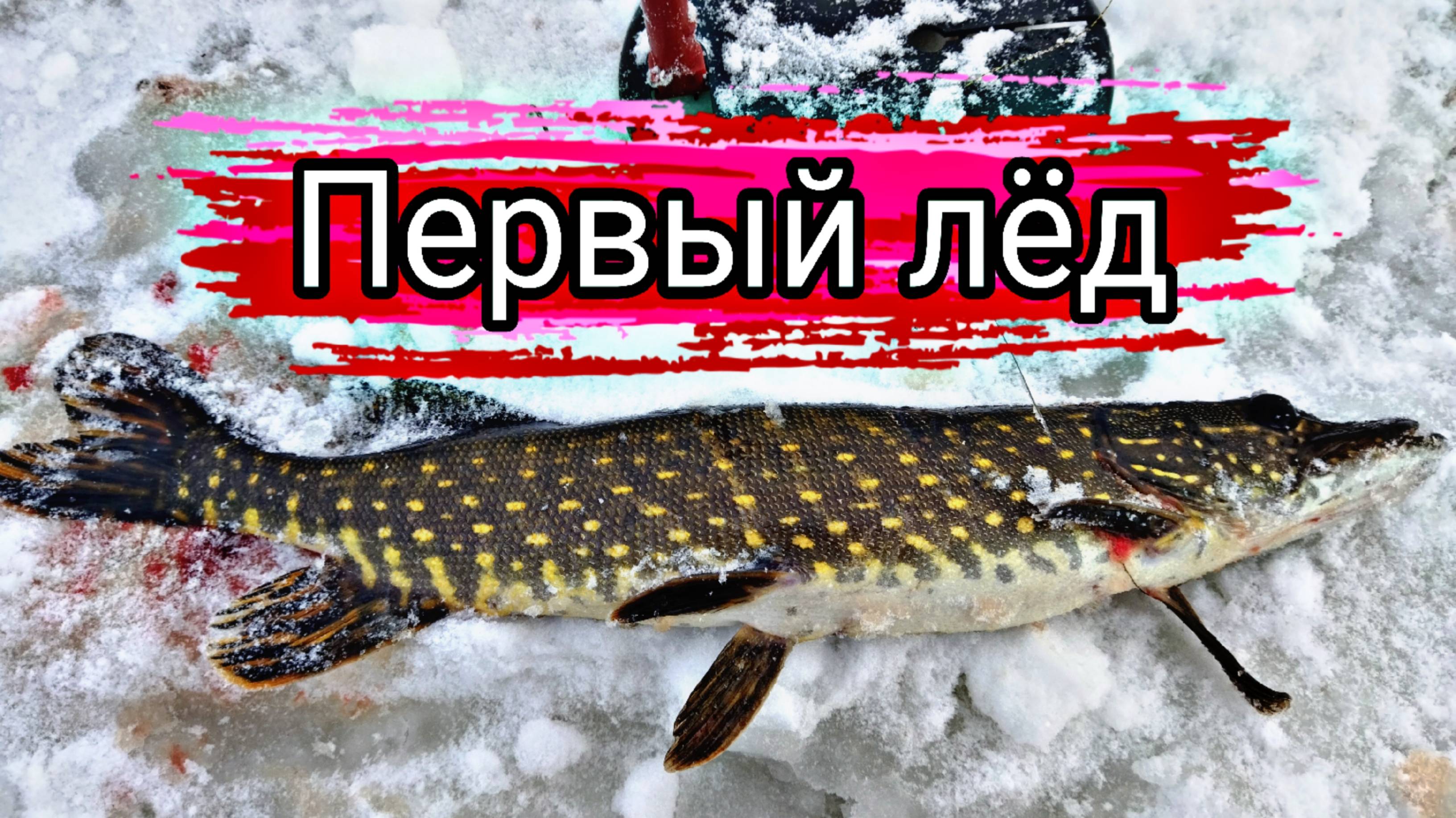 Живец замер когда увидел эту щуку. Первый лёд ловля щуки на жерлицы зимняя рыбалка. смотреть онлайн