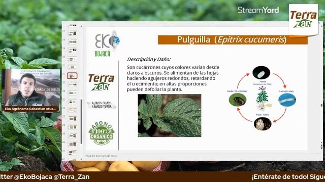 Capacitación Gratuita: Cultivos orgánicos de papa смотреть онлайн
