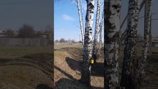 Берёзовый сок#respect смотреть онлайн