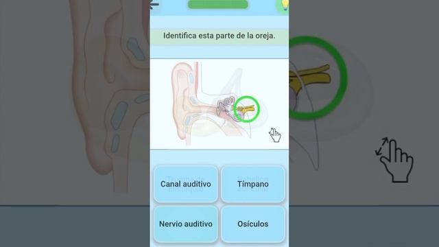 Introducción a la Anatomía básica 1.8.2 Ilustraciones de las Partes del oído humano смотреть онлайн