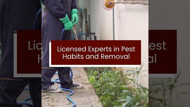 Uncover Pest Life Cycles : From Ants to Termites, Are You Ready? смотреть онлайн