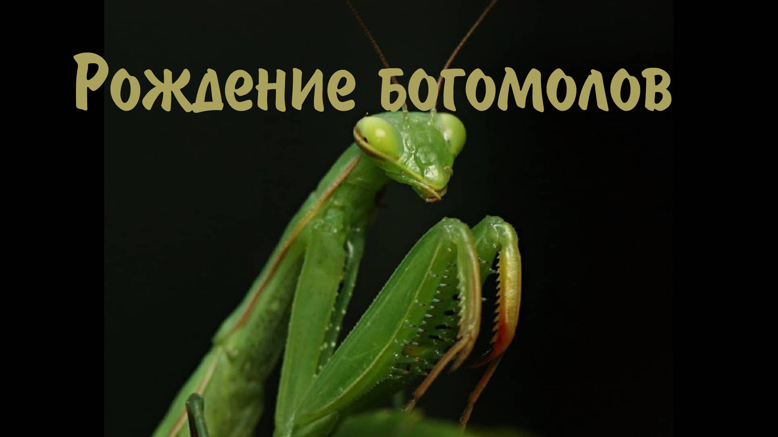 Рождение богомолов смотреть онлайн
