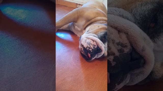 Английский Бульдог Храпит Громче Твоей Бабушки #английскийбульдог #бульдог #bulldog #животные