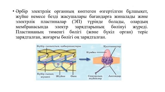 9_класс_Биология_Тірі ағзалардағы электрлік үдерістер  Электрорецепторлар және электрлі мүшелер.