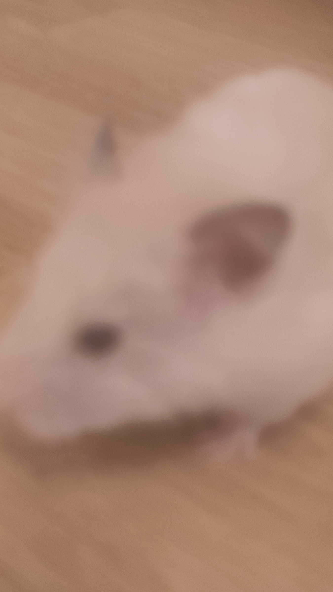 хомяк смотреть онлайн