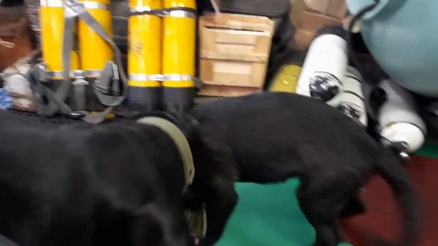 малолетка борзый