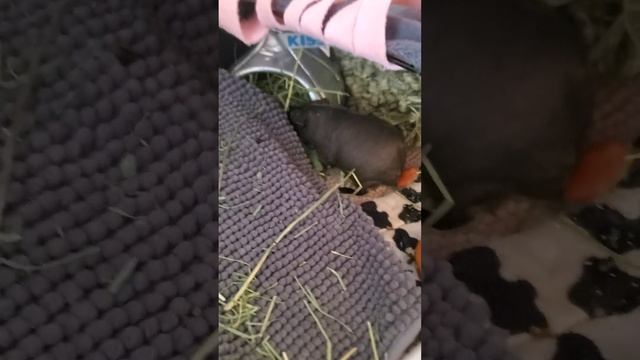 Guinea pig eating hay смотреть онлайн