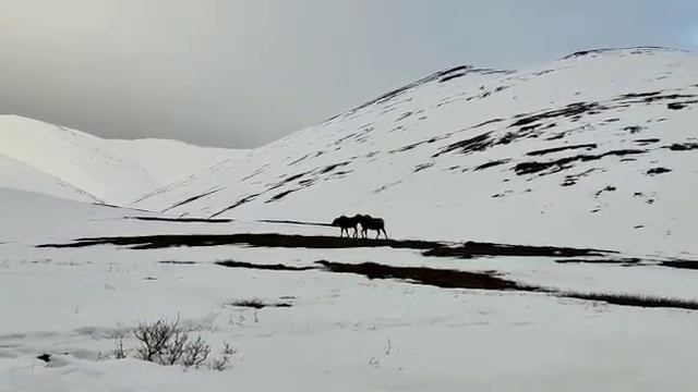 Сериал Чукотка продолжение май22(5)