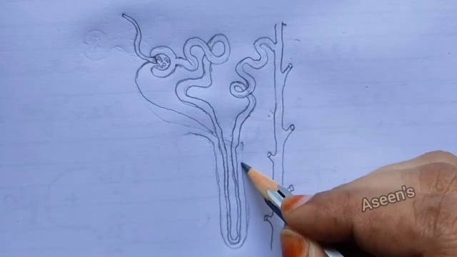 NCERT 10: HOW TO DRAW NEPHRON STEP BY STEP смотреть онлайн