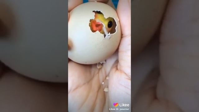 Вылупляется цыплёнок