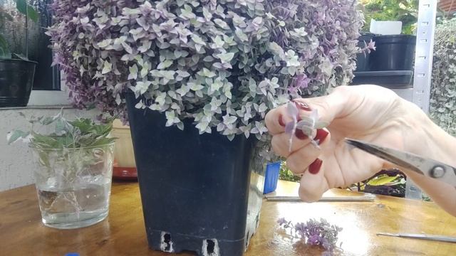 Черенкую каллизию. Мастер класс по черенкованию розовой каллизии способ укоренения без выпадов . смотреть онлайн