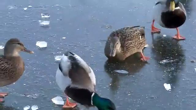Утка смотреть онлайн