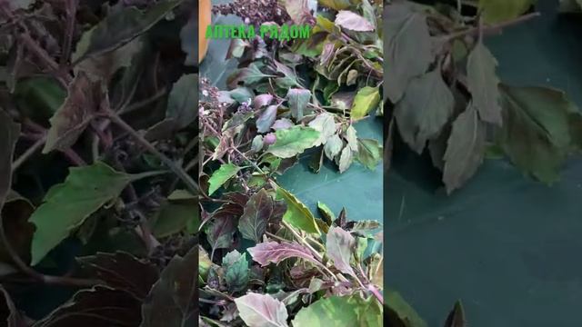 И СНОВА ПРО БАЗИЛИК…