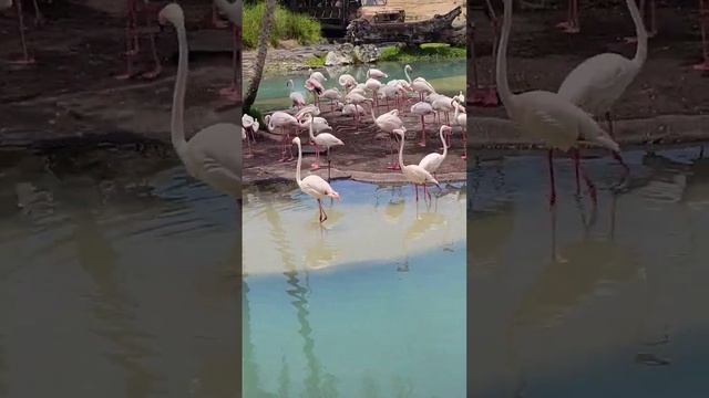 Flamingos 🦩 смотреть онлайн